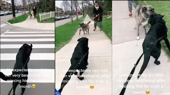 صحنه ای زیبا که 2 سگ پس از یک ماه جدایی رقم زدند + فیلم 