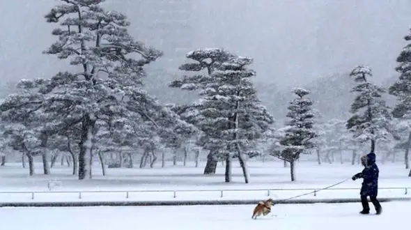 وحشت در توکیوی برفی! + تصاویر 