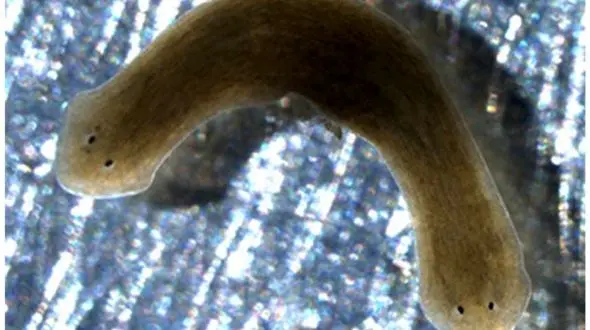 کرم مسافر فضا هنگام بازگشت به زمین یک سر اضافه درآورد 