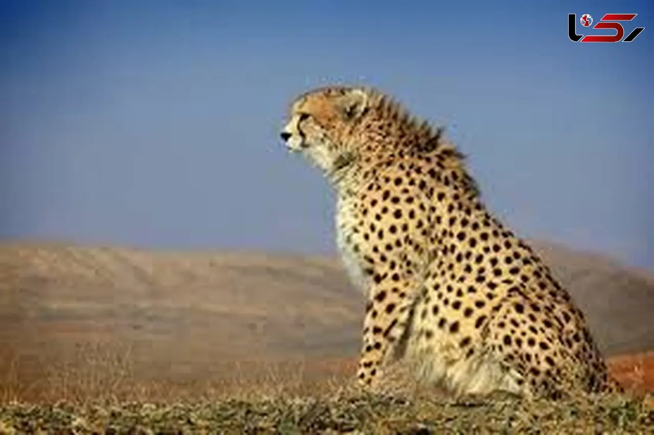 ثبت دومین یوزپلنگ در خراسان رضوی