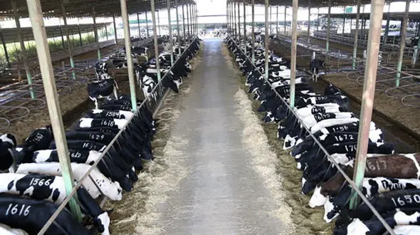 دلیل ماندن دام ها روی دست دامداران چیست؟