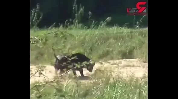 بوفالو خشمگین بچه شیر های شکارچی را ادب کرد ! +فیلم