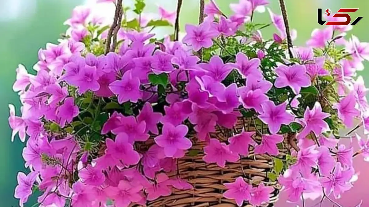 فال و طالع بینی روزانه 16 خرداد + فیلم
