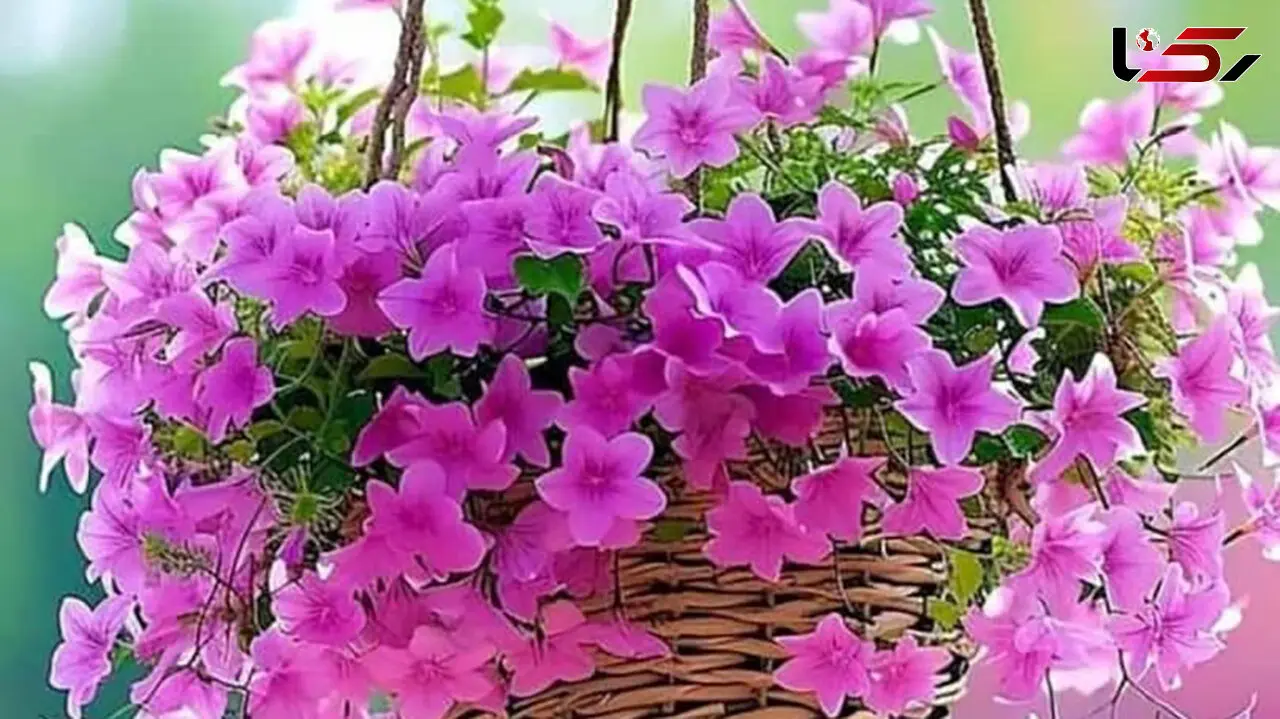 فال و طالع بینی روزانه 16 خرداد + فیلم