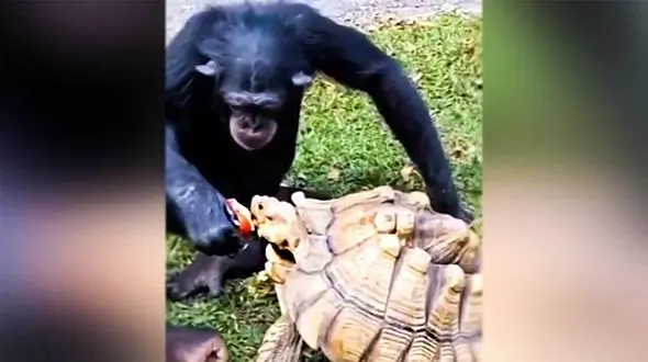 هم‌سفره شدن شامپانزه مهربان و لاک پشت! + فیلم