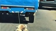 حکم جالب حیوان آزار تالشی صادر شد / او سگ بیگناه را زنده از پشت خودروی روی آسفالت می کشید