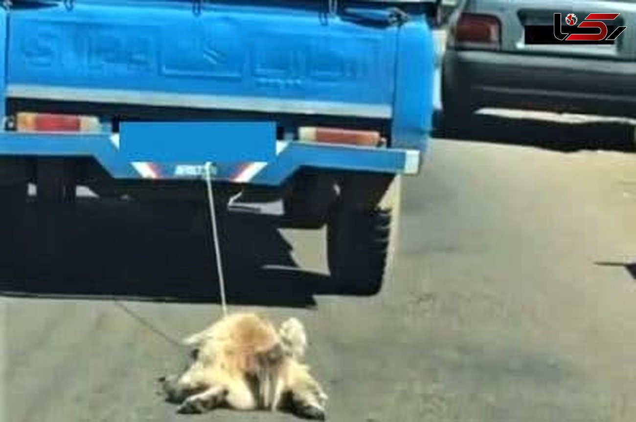 حکم جالب حیوان آزار تالشی صادر شد / او سگ بیگناه را زنده از پشت خودروی روی آسفالت می کشید