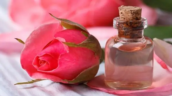 حقایقی درباره خوشبوترین گل دنیا/تاثیرات درمانی رز فراموش نشدنی است