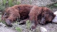 آمار کشتار خرس ها در ایران / ۶۶ قلاده خرس قهوه ای به دست مردم از بین رفتند