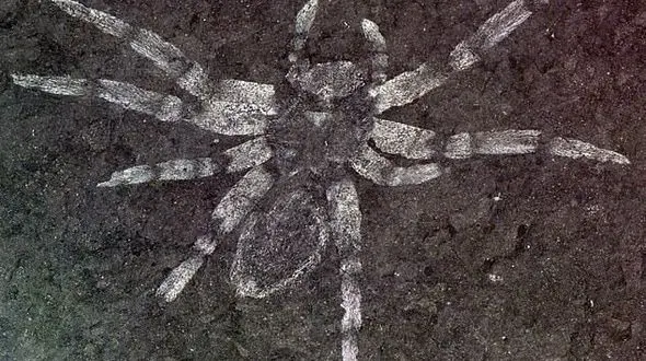 کشف عنکبوت 113 میلیون ساله