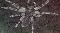 کشف عنکبوت 113 میلیون ساله