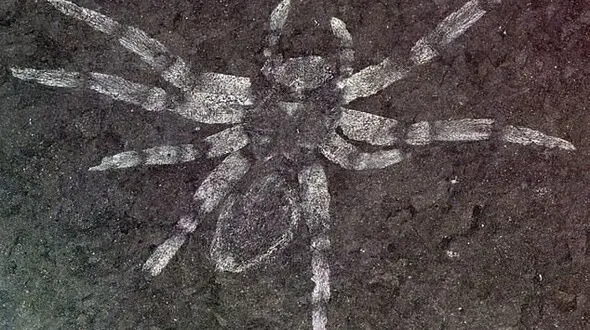 کشف عنکبوت 113 میلیون ساله
