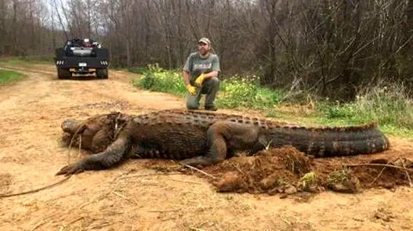 فیلم عجیب از کروکودیلی که استرالیایی ها را به وحشت انداخت!