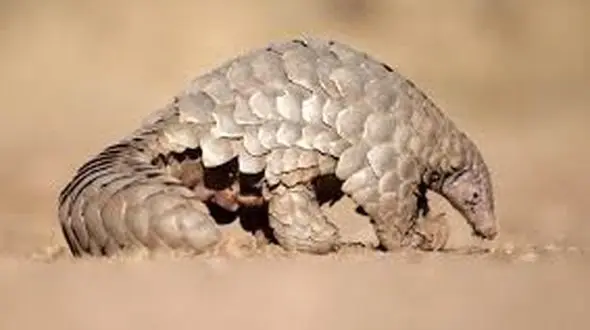 مظنون جدید گسترش کورناویروس