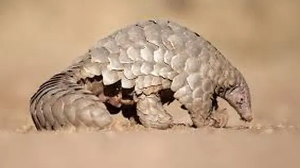 مظنون جدید گسترش کورناویروس