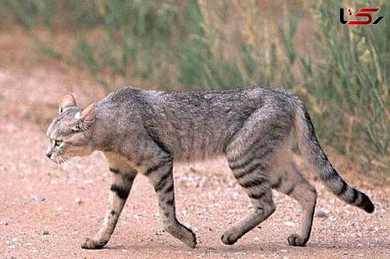 Wildcat spotted in Qazvin's Hunting-Prohibited area