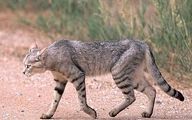 Wildcat spotted in Qazvin's Hunting-Prohibited area