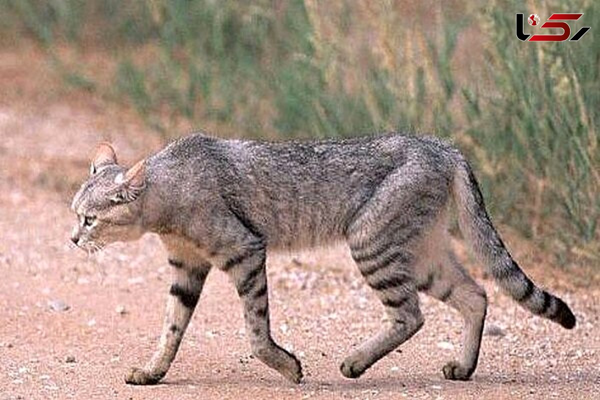 Wildcat spotted in Qazvin's Hunting-Prohibited area