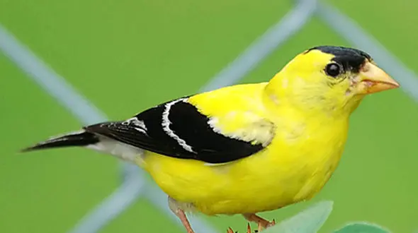 شباهت غذای  فنچ ها به نوزاد انسان 