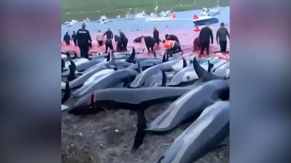 فیلم / کشتار 1400 دلفین در جزایر فارو 