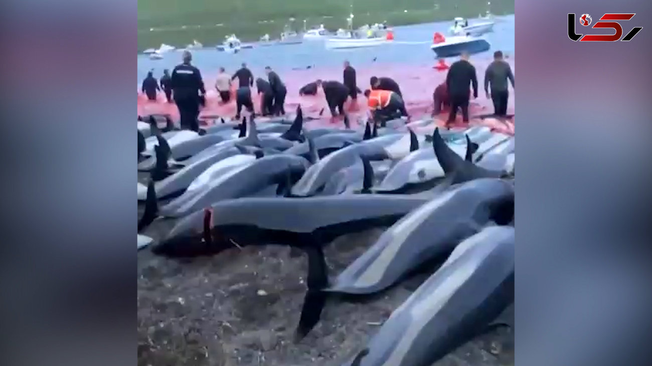 فیلم / کشتار 1400 دلفین در جزایر فارو 