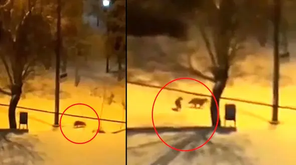 فیلم جولان گرگ ها در شهر/ همدانی ها وحشت کردند 