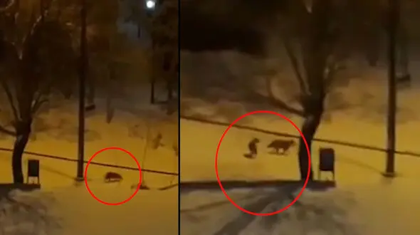 فیلم جولان گرگ ها در شهر/ همدانی ها وحشت کردند 