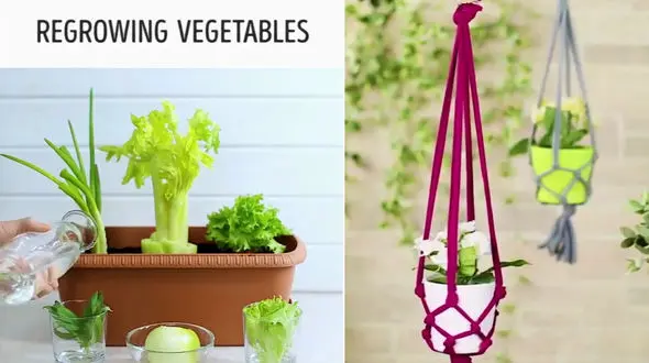 4 ترفند جالب برای باغبانی+فیلم