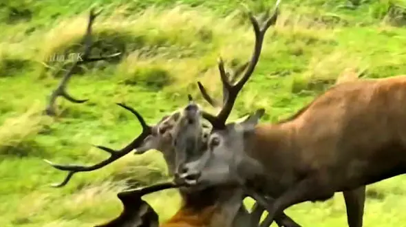 فیلم شاخ به شاخ شدن گوزن ها در قلمرو