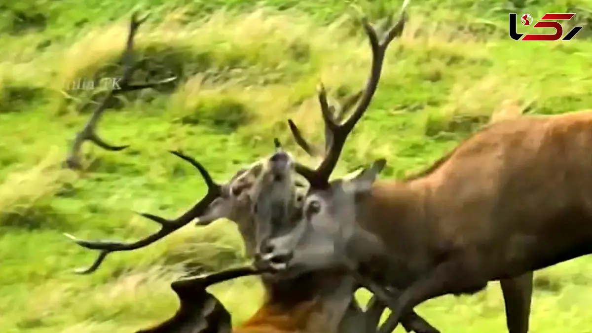 فیلم شاخ به شاخ شدن گوزن ها در قلمرو