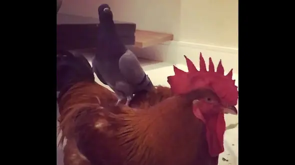 سواری گرفتن کبوتر از خروس را دیده اید؟ / فیلم