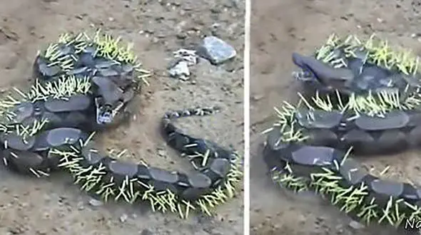 عاقبت وحشتناک ماری که یک جوجه تیغی قورت داد !+عکس