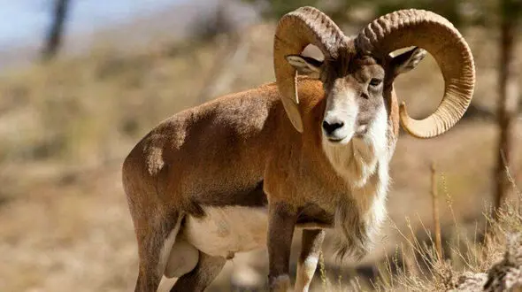 لحظه آرامش‌بخش آب خوردن قوچ کرمان در دل طبیعت + فیلم 