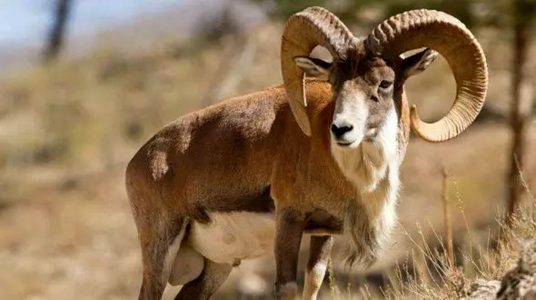 لحظه آرامش‌بخش آب خوردن قوچ کرمان در دل طبیعت + فیلم 