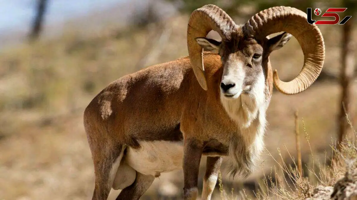 لحظه آرامش‌بخش آب خوردن قوچ کرمان در دل طبیعت + فیلم 