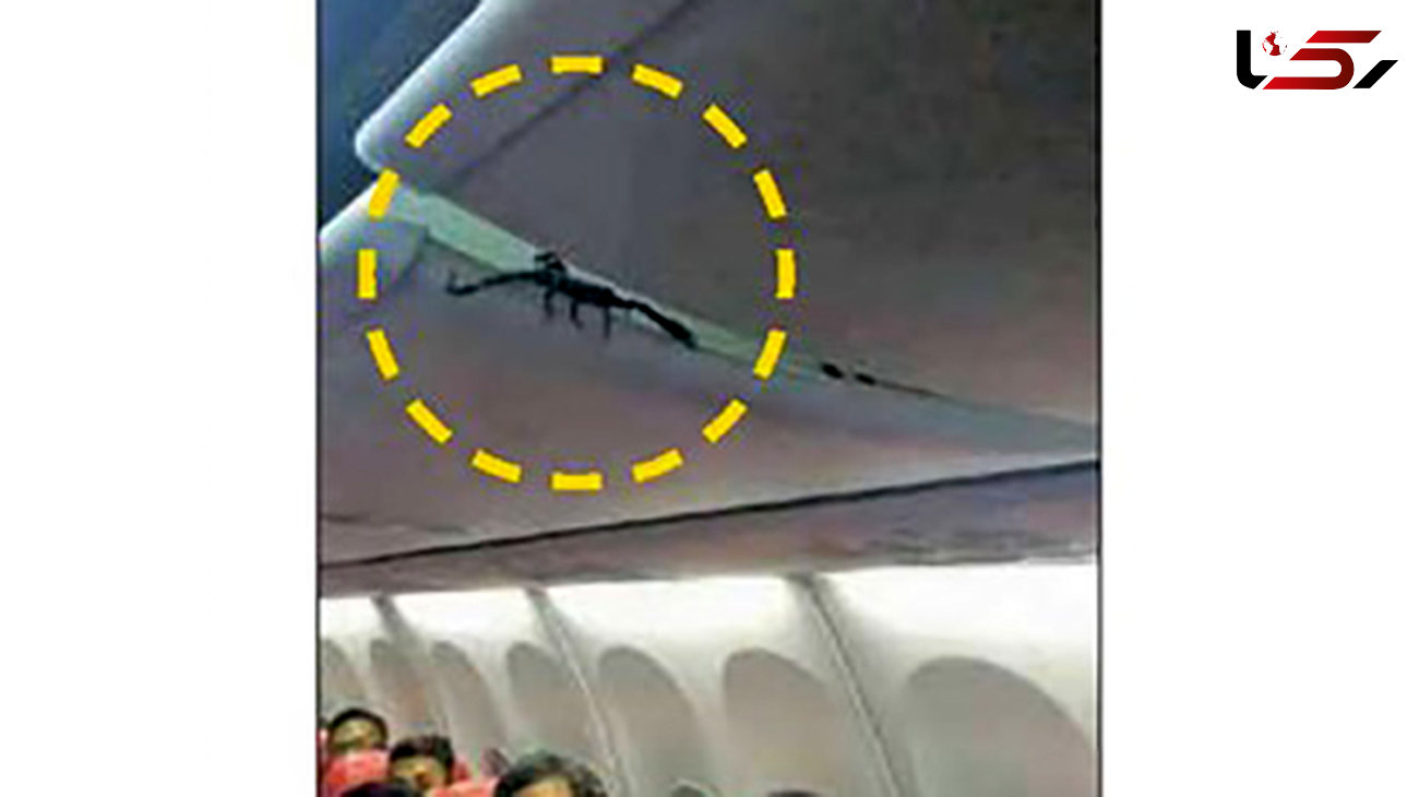 وحشت مسافران خارجی از موجود خطرناکی که از سقف هواپیما آویزان بود+عکس