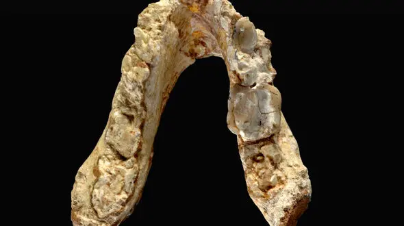 این میمون ها انسان بودند/واقعیتی که هنوز در ابهام است+تصاویر