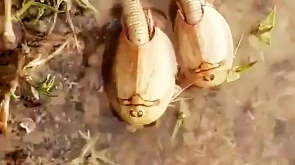 فسیل زنده 300 میلیون ساله کشف شد + عکس
