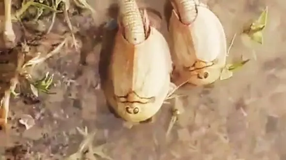 فسیل زنده 300 میلیون ساله کشف شد + عکس
