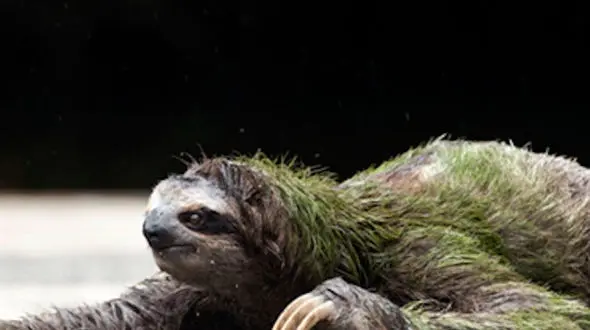 از تنبل تا پروانه های غول پیکر