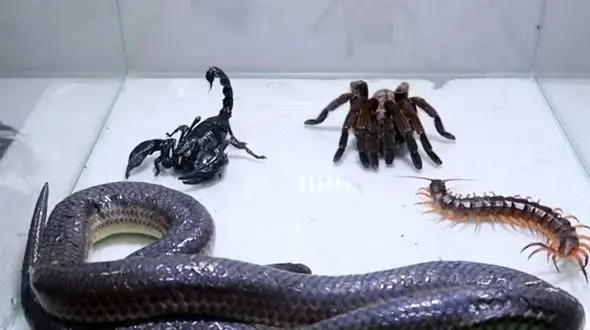 ویژه علاقه مندان به مستند حیات وحش حیوانات/ راز بقا، این داستان: نبرد نفس گیر مار، عقرب سیاه، رتیل، هزارپا