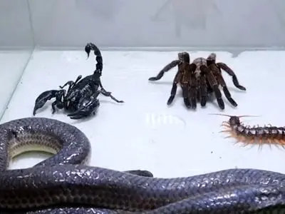 ویژه علاقه مندان به مستند حیات وحش حیوانات/ راز بقا، این داستان: نبرد نفس گیر مار، عقرب سیاه، رتیل، هزارپا