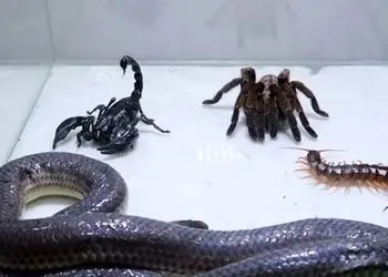 ویژه علاقه مندان به مستند حیات وحش حیوانات/ راز بقا، این داستان: نبرد نفس گیر مار، عقرب سیاه، رتیل، هزارپا