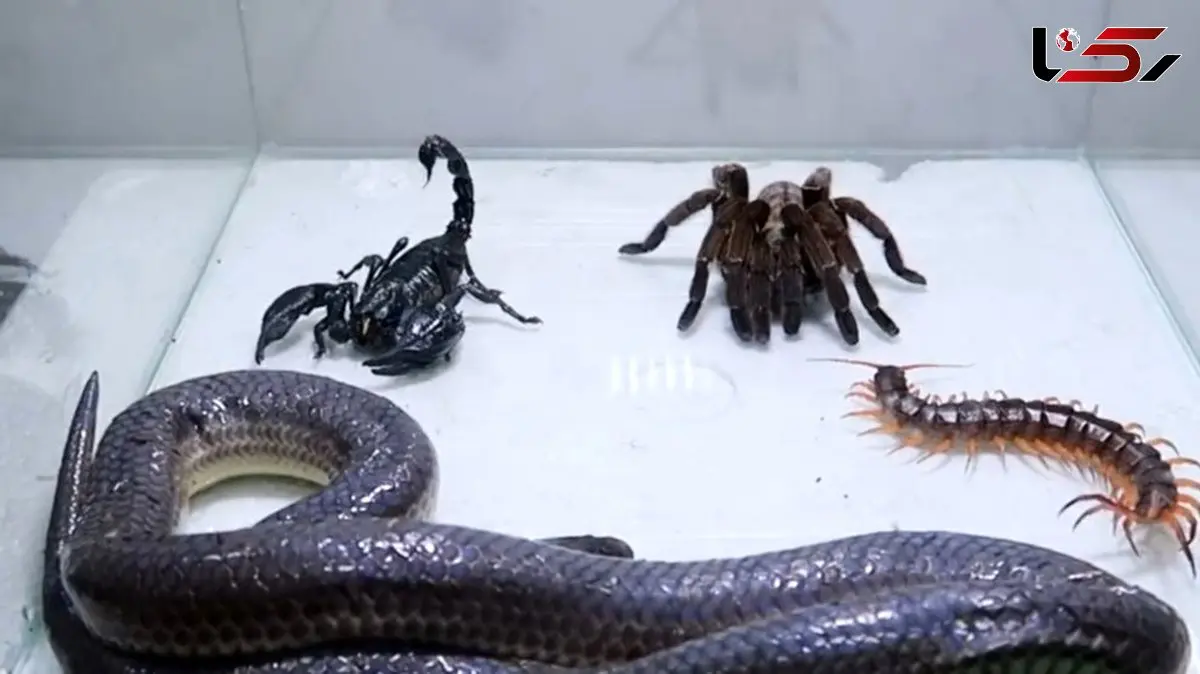 ویژه علاقه مندان به مستند حیات وحش حیوانات/ راز بقا، این داستان: نبرد نفس گیر مار، عقرب سیاه، رتیل، هزارپا