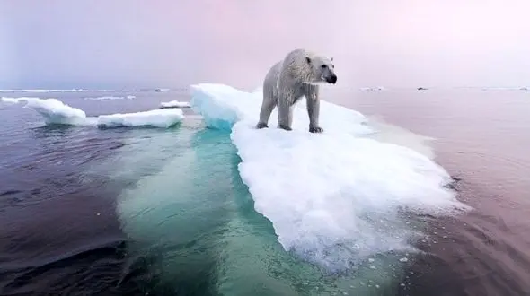 یخچال های طبیعی بزرگ جهان تا ۲۰۵۰ ناپدید می شود 