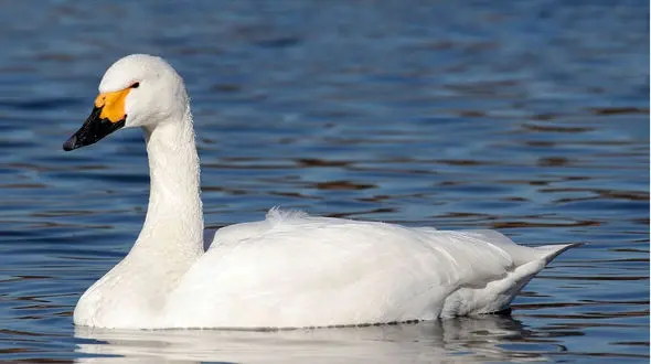 واکنش قو به یک محیط‌بان + فیلم