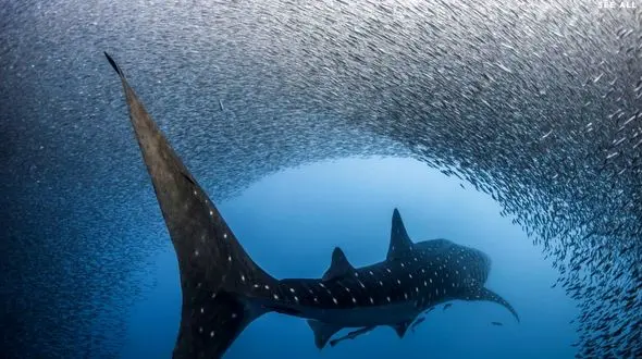 حمله کوسه به کلونی ماهی ها