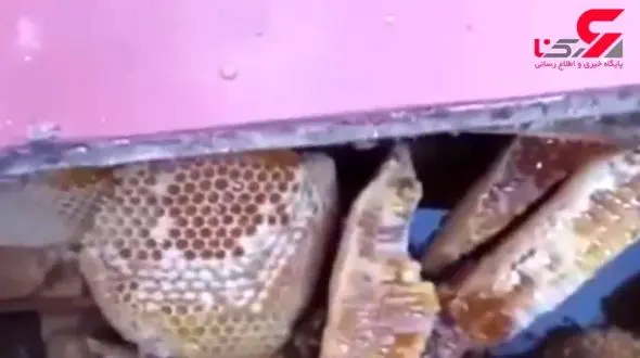 صحنه شیرینی که مرد صاحبخانه را شوکه کرد + تصویر