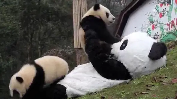 آماده سازی بچه پانداها برای زندگی در طبیعت +فیلم