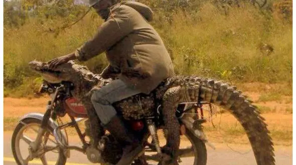 عجیب ترین باربری های دنیا با موتورسیکلت+تصاویر